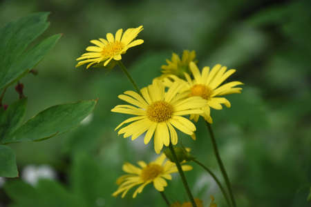 Beautiful yellow leopard's bane flower blossoms in a garden.