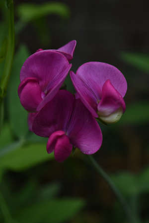 Garden with a perfect blooming pink sweet pea vine.