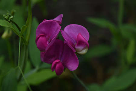 Garden with a blooming hot pink sweet pea flowering vine.