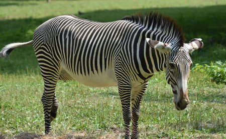 Cute grevy black and white zebra in a fieldの写真素材