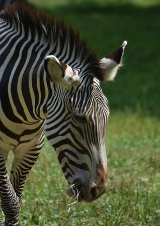 Beautiful zebra eating grass in a field