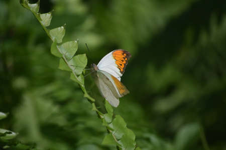Pretty green garden with the profile of an orange tip butterfly.