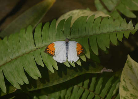 Orange tip butterfly with wings wide open.の写真素材