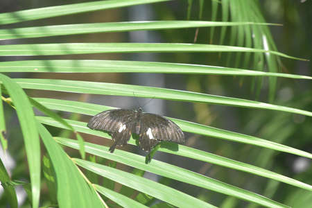 Open wings on a pretty black swallowtail butterfly.