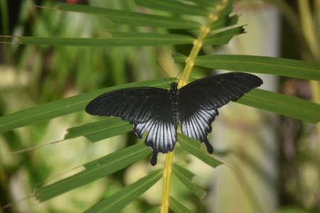 Wings extended on a pipevine swallowtail butterfly.