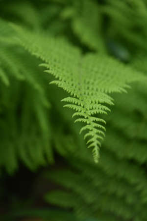 Shade garden with a green fern frond.