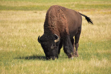 Up close with an American Buffalo grazing on prairie grasses.の写真素材
