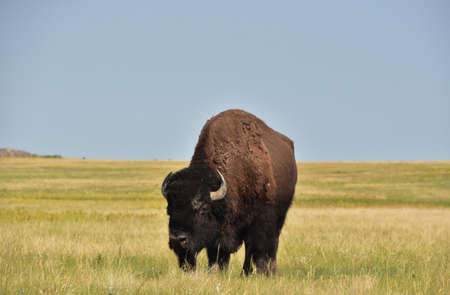Grass prairie with an American Buffalo grazing in the west.