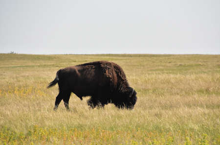 Large male American buffalo roaming on the plains in South Dakota.
