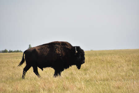 American buffalo bull walking through a large grass meadow in South Dakota.