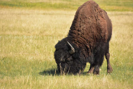 Meandering American Buffalo grazing on plains grasses in South Dakota.