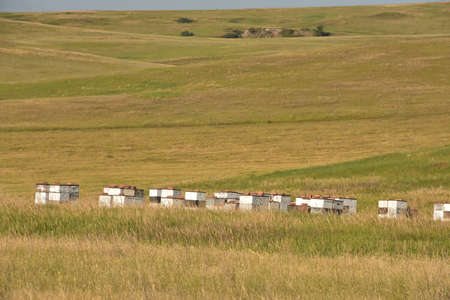 Amazing rural agricultural fields with stacked bee hives for polination.