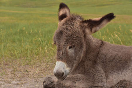 Precious look into the face of a resting baby burro in a field.