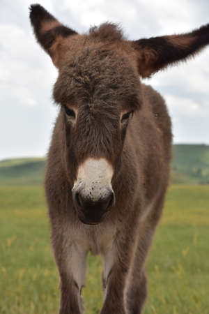 Very cute brown baby burro standing in a grass meadow in the west.