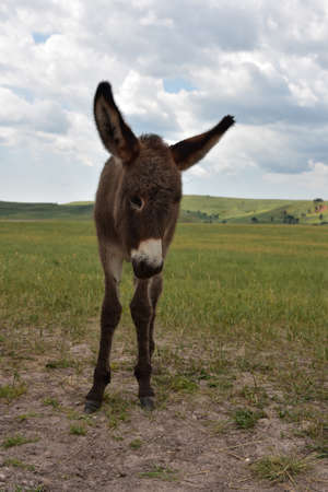 Adorable young brown begging burro in a field in Custer State Park.の写真素材