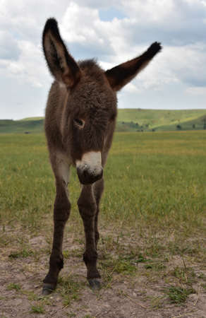 Adorable begging burro foal in Custer State Park in South Dakota.の写真素材