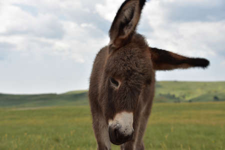 Cute burro foal with very long ears standing in a grass field.