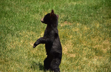 Adorable baby black bear standing on his hind legs in grass.の写真素材