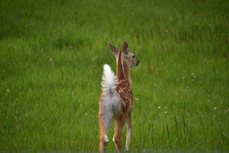 Fawn with a fluffy white tail standing in a field.の写真素材