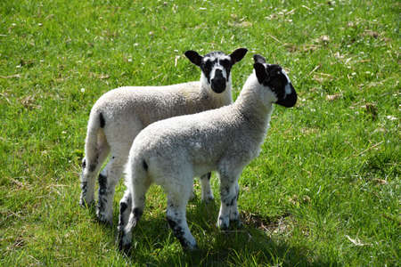 Two mottled lambs on a farm in North Yorkshire England.