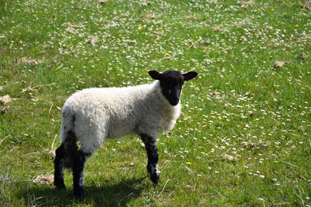 Adorable young suffolk lamb in a grass meadow in England.