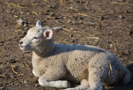 Cute baby lamb resting in the sunlight in North Yorkshire England.