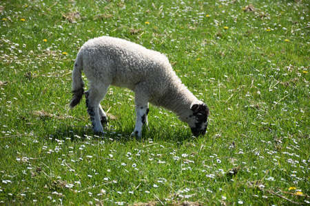 Meadow with a grazing beulah speckled face lamb.