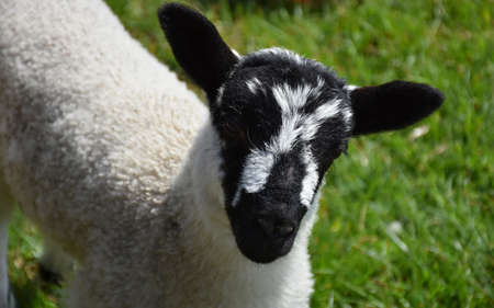Very sweet black and white face of a beulah speckled young lamb.