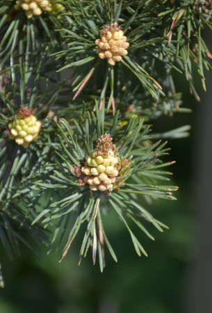Small pinecones forming on a conifer tree in England.