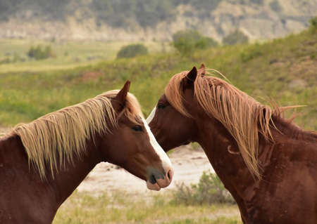 Sweet pair of wild horses with noses touching in North Dakota.の写真素材