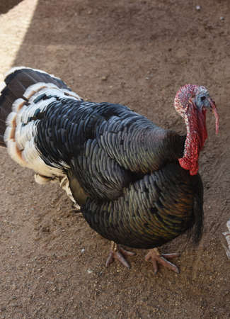 Large free range wild turkey with lots of plumage.の写真素材