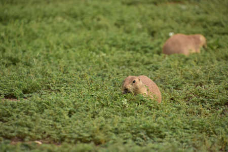 Prairie dogs foraging in greenery surrounding their Prairie Dog town.