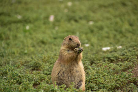 Adorable black tailed prairie dog snacking on weeds and leaves.