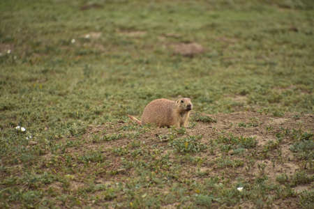 Adorable black tailed prairie dog standing outside his burrow.