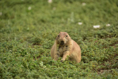 Adorable black tailed prairie dog munching on greenery and vegetation.