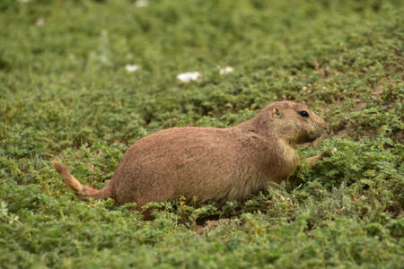 Prairie dog foraging in green weeds and having a snack.
