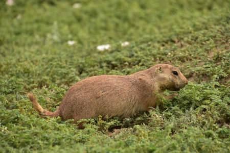 Cute black tailed prairie dog eating lots of lush greenery.