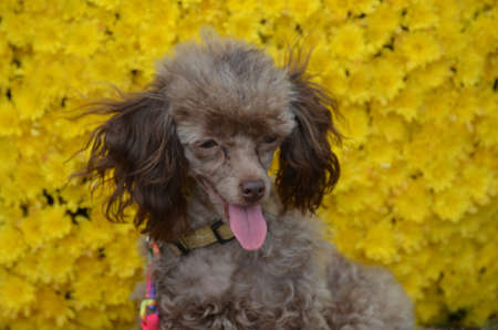 Groomed yellow toy poodle dog with a backdrop of yellow mums.