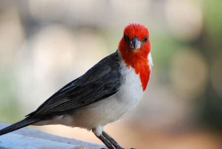 Sharp beak on a red headed cardinal standing on a railing.
