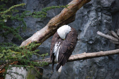 Bald eagle with his head buried in his feathers.