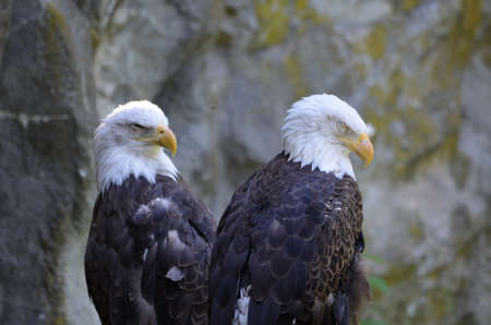 Great look at a mating pair of American Bald Eagle birds.