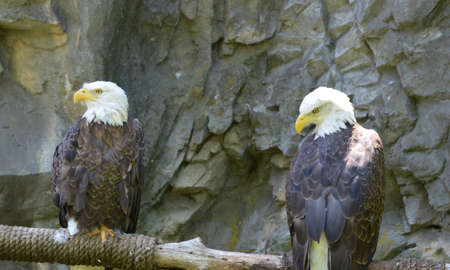 Mating pair of eagles together on a perch.の写真素材