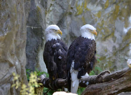 Gorgeous pair of sleeping Americna Bald Eagles in a perch.の写真素材