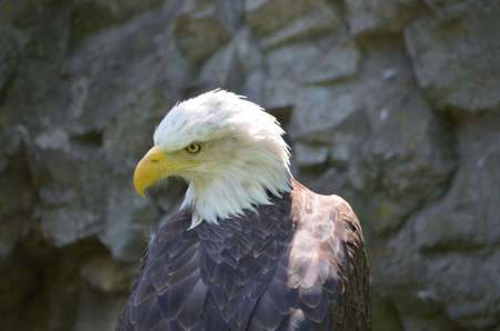 Fantastic American Eagle up close and personal.