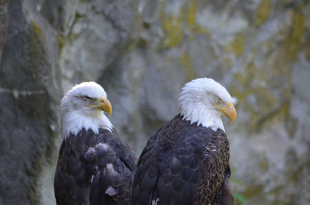 Tired pair of American Bald Eagles with droppy eyes.