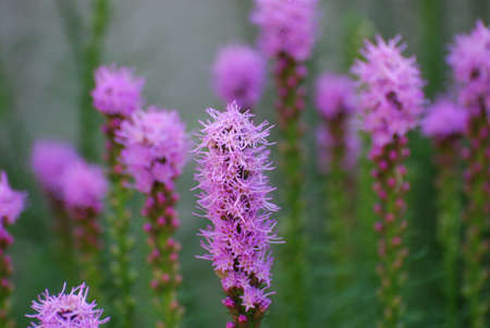 Blooming purple liatris flowers in a garden.の写真素材