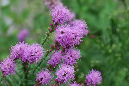 Blooming purple liatris flowers in a garden.