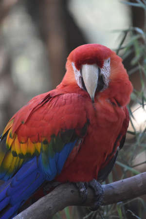 Cute red scarlet macaw parrot resting on a branch