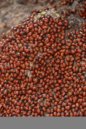 Infestation of lady bugs covering and crawling across a large rock.の写真素材