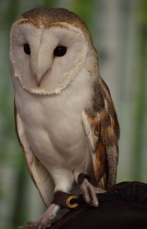 Looking into the face of a barn owl up close and personal.の写真素材